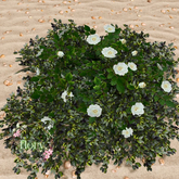 flory. - Wild White Roses Bush