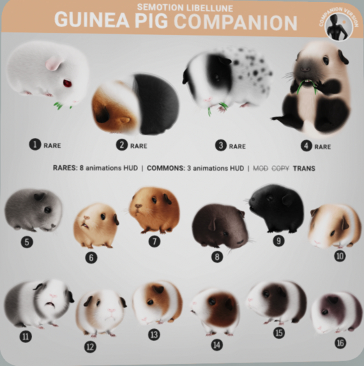 SEmotion Libellune Guinea Pig Companion RARE 04