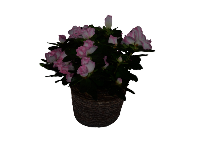 Azalea plant