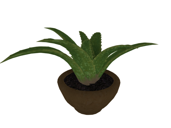 Aloe plant