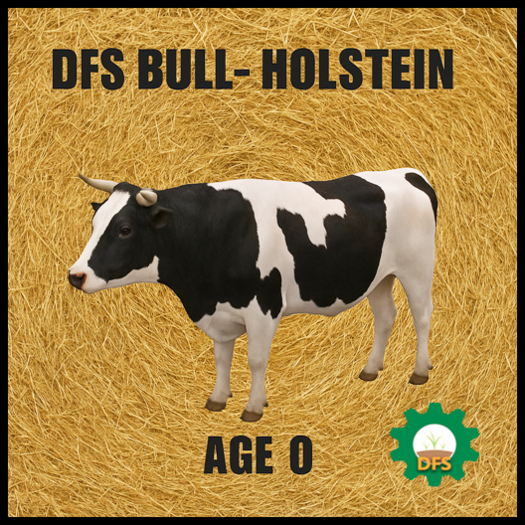 DFS Bull - Holstein ACTUAL ITEM