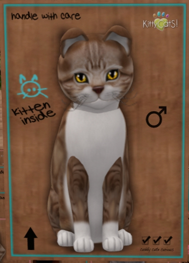 KittyCatS Box - New Born Kitten 1111