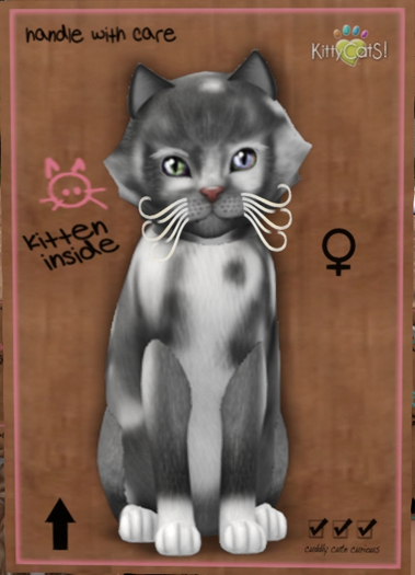 KittyCatS Box - New Born Kitten 1112