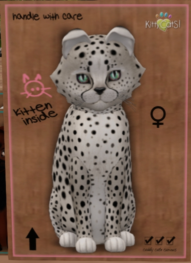 KittyCatS Box - New Born Kitten  1113