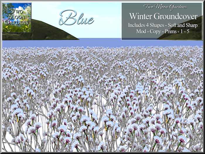 Winter Groundcover