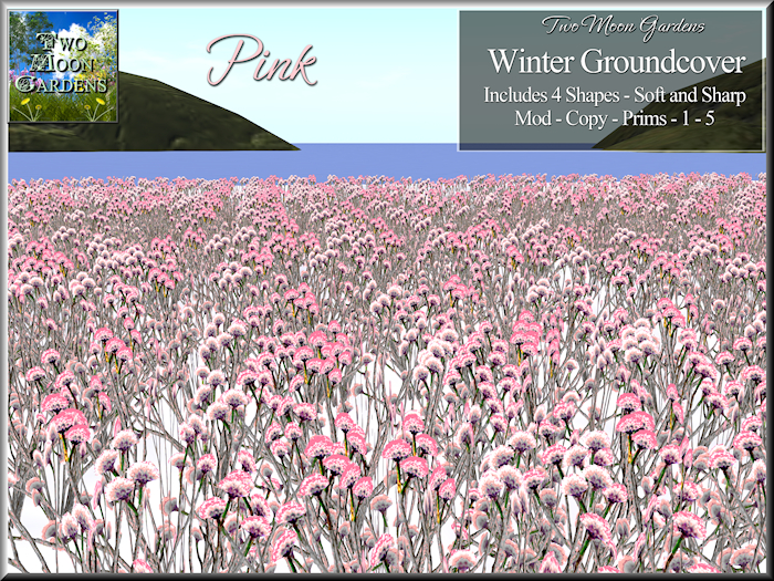 Winter Groundcover