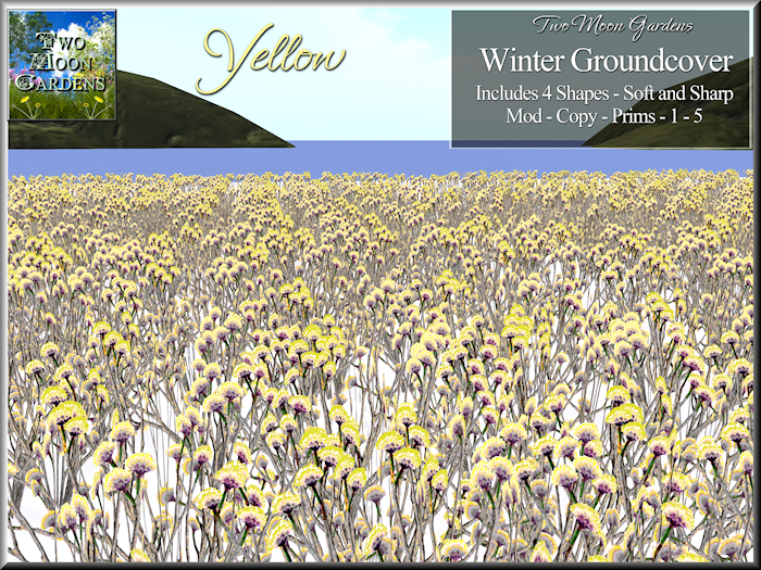 Winter Groundcover