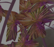 POTTED: Breedable CRYSTALLIZED LEMONADE Ivy Plant Seed