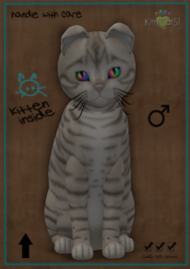 KittyCatS Box - Toyger - Snow ♂ 