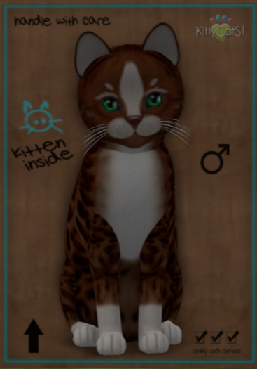 KittyCatS Box - Genesis - Ginger II ♂