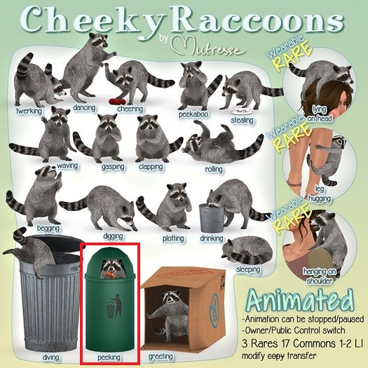 16 Mutresse-Cheeky Raccoons-Peeking