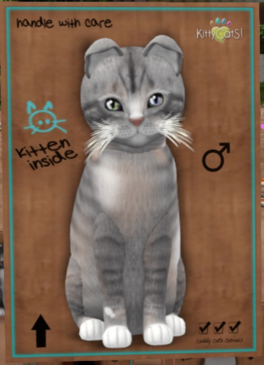 KittyCatS Box - New Born Kitten  1234