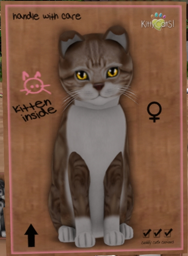 KittyCatS Box - New Born Kitten  1114