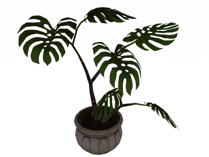 Monstera plant