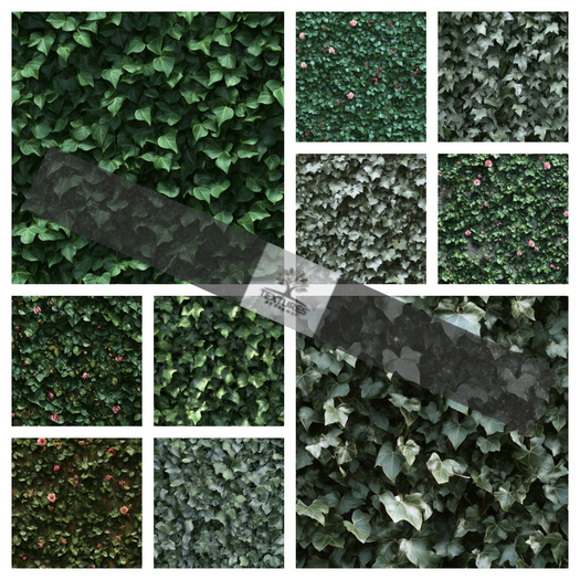 TB - SEAMLESS IVY WALL