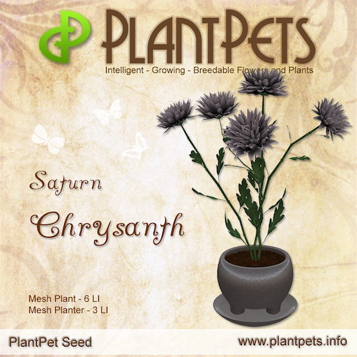 PlantPet Seed [Chrysanth *Saturn*] *RARE*