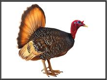 [Feliz] Male Turkey - Mesh - Full Perm