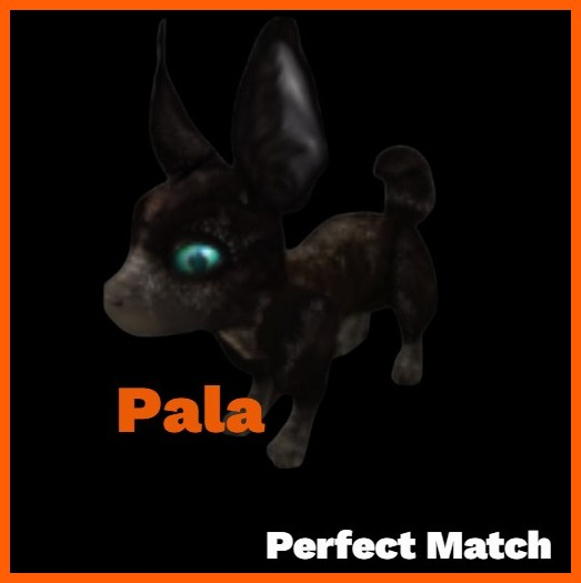 Pala F Loyal #8091698