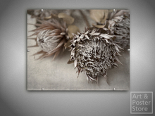 Flower Head 01 | Decorative Art Poster | Mesh Clip Frame 