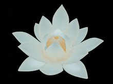 Lotus Flower