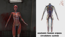anatomic human organs - circulatory system fatpack