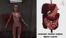 anatomic human organs - digestive system Belleza Jake