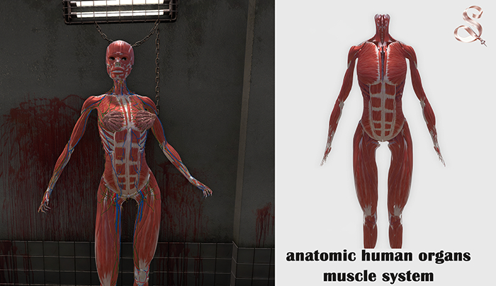 anatomic human organs - muscles system Kalhene Erika