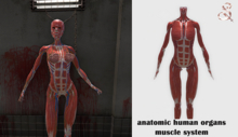 anatomic human organs - muscles system SIGNATURE Gianni