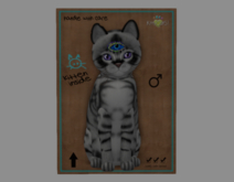 Male Breedable Cat KittyCatS Australian Mist - Charcoal