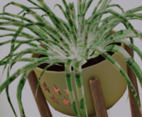 POTTED: Breedable JADE JAMBOREE Beautiful Spider Plant Seed