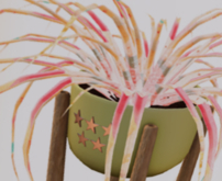 POTTED: Breedable FLAMINGO PARTY Beautiful Spider Plant Seed