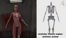 anatomic human organs - skeletons system fatpack