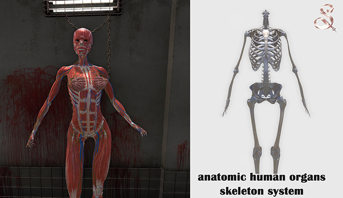 anatomic human organs - skeletons system SIGNATURE Gianni