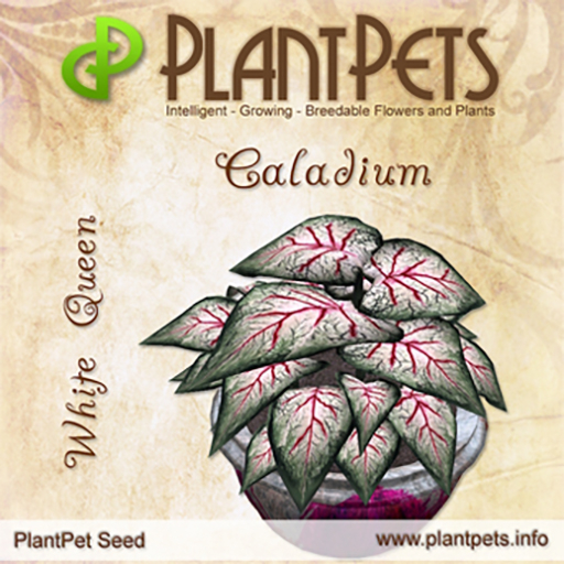 PlantPet Seed [Caladium *White Queen*]