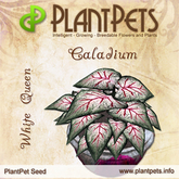 PlantPet Seed [Caladium *White Queen*]