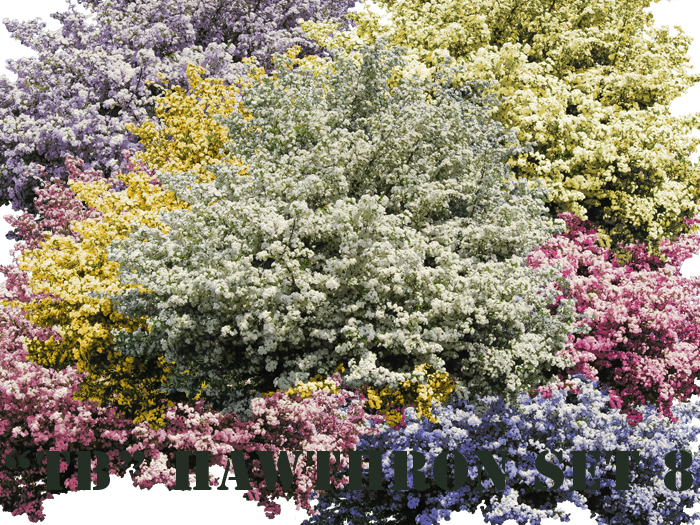 Twice Baked nicely cut out tree Hawthorn set 8