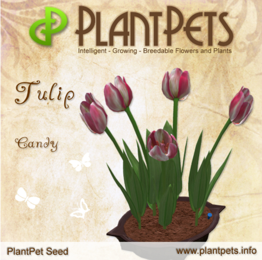 PlantPet Seed [Tulip *Candy*] Common