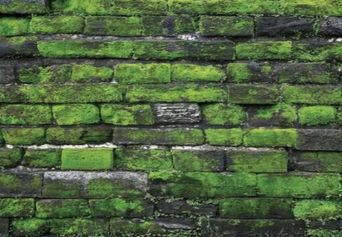NATURAL WALL (1)
