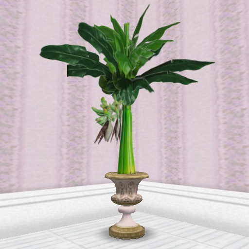 HousePlant 007