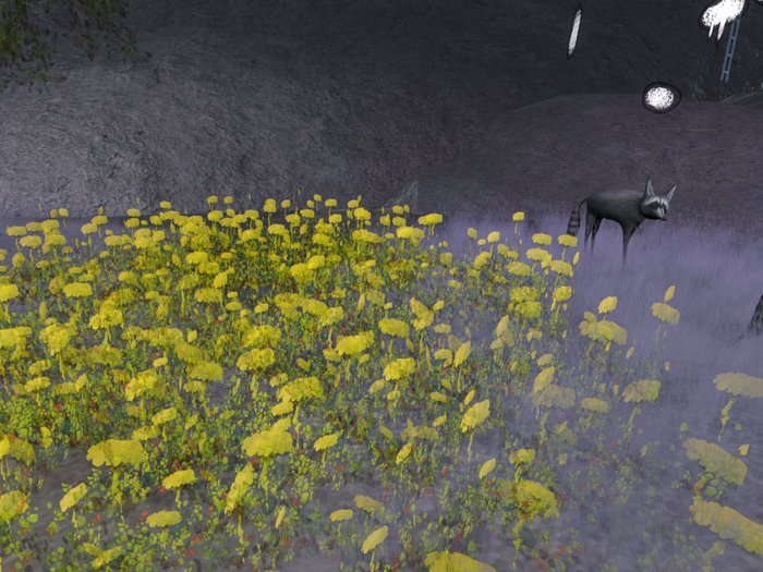 Yellow Wildflowers 