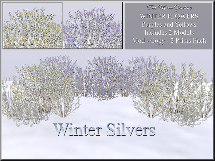 Winter Flowers