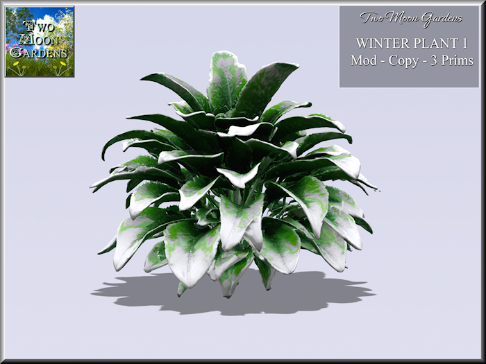 Winter Plant