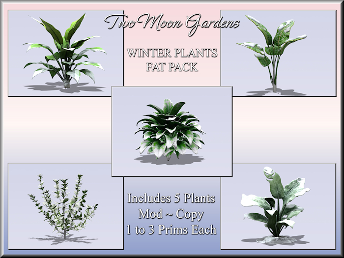 Winter Plants Fat Pack