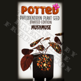 Potted: Philodendron Seed: LE Mushmuse (ACTUAL PLANT SEED)