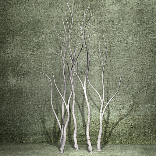 Cica's 5 bare birch trees