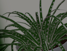 POTTED: Breedable DROPLETS GREEN Spider Plant Seed