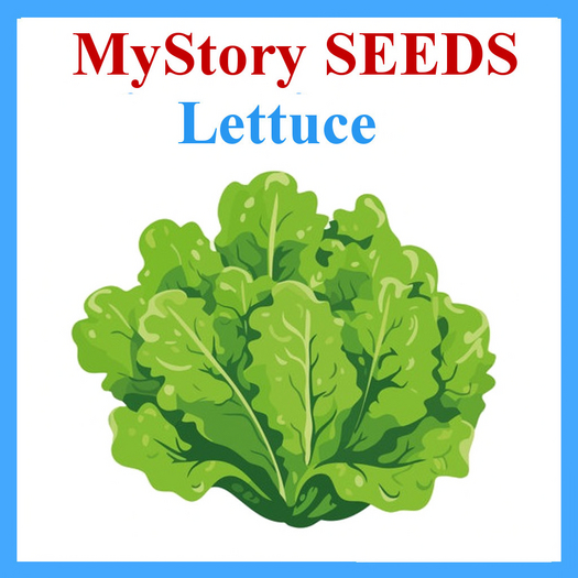 MyStory Lettuce