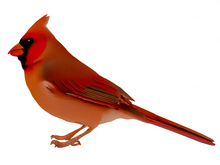 Red Cardinal Bird