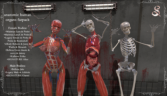 anatomic human organs - fatpack