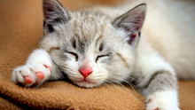 purr! – Full Perm Cat Sound & Ambient FX Script